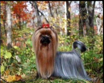  MINI SHOP NO PASARAN &mdash; Labaza DogPedigree YorkshireTerrier